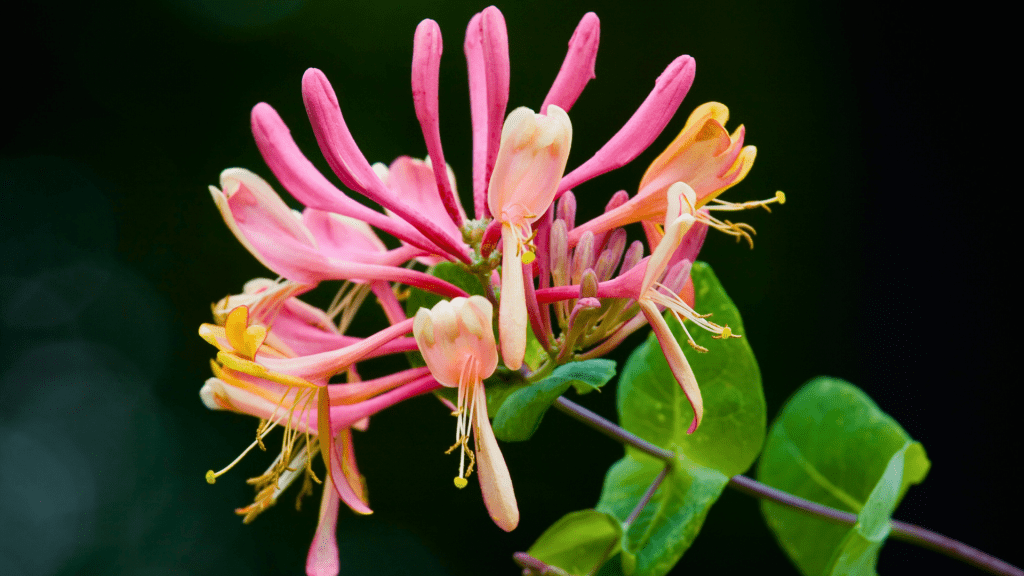 madreselvas - Flor