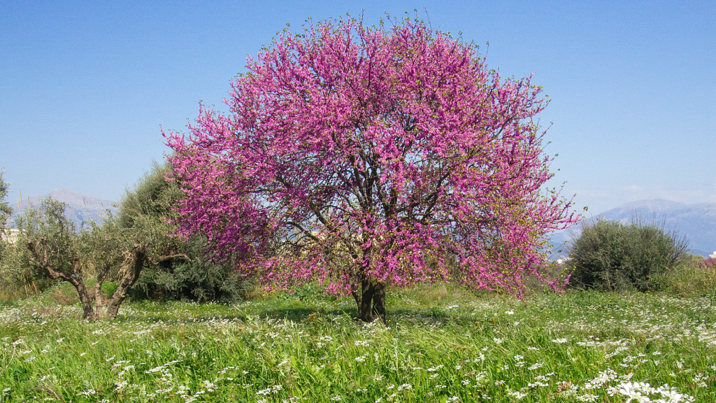 arboles pequeños - Árbol de Judas