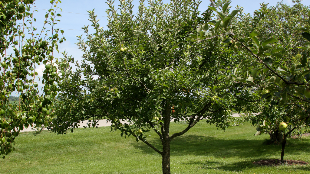 arboles pequeños - Manzano enano