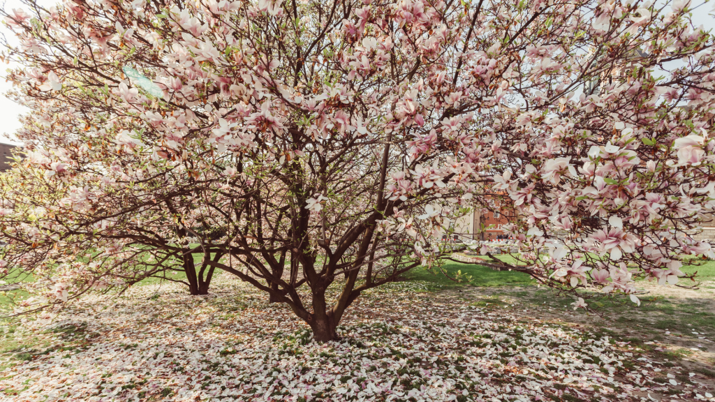 Magnolio Arbol - Jardín