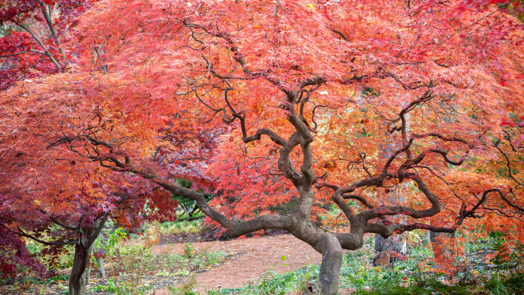 arboles pequeños para jardín - Arce Japonés