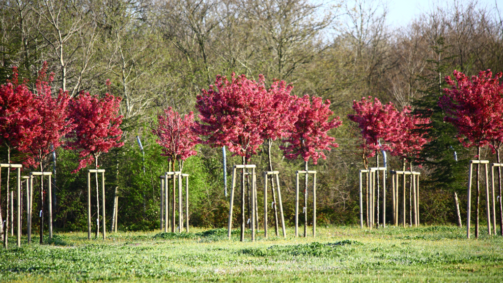 arboles pequeños para jardín - Ciruelo Rojo arbol