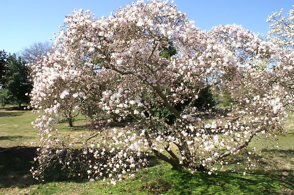 arboles pequeños para jardín - Magnolio Estrellado