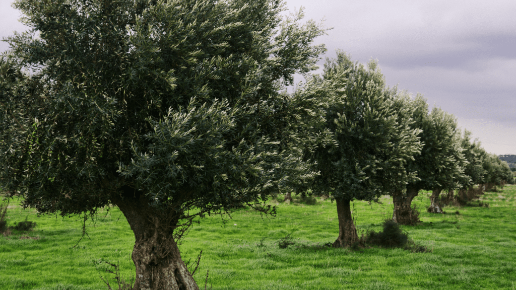 arboles pequeños para jardín - Olivo